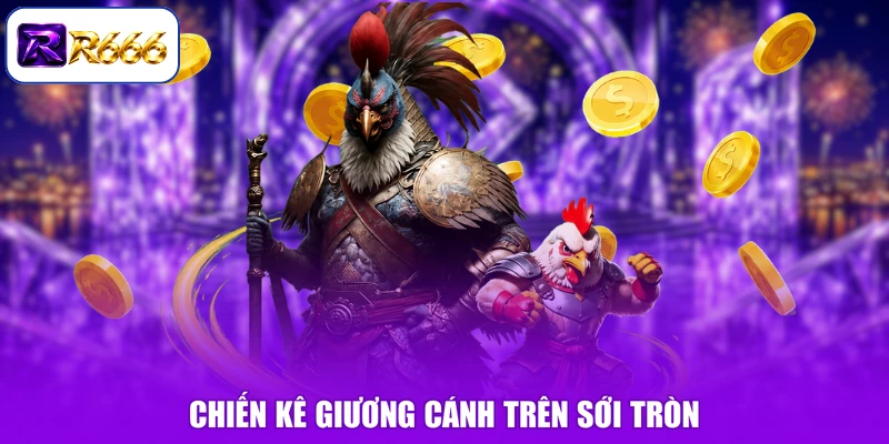 Chiến kê giương cánh trên sới tròn