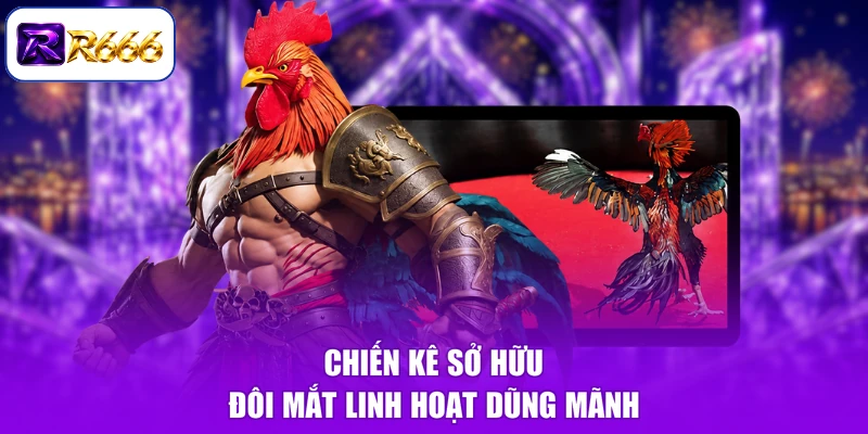 Chiến kê sở hữu đôi mắt linh hoạt dũng mãnh