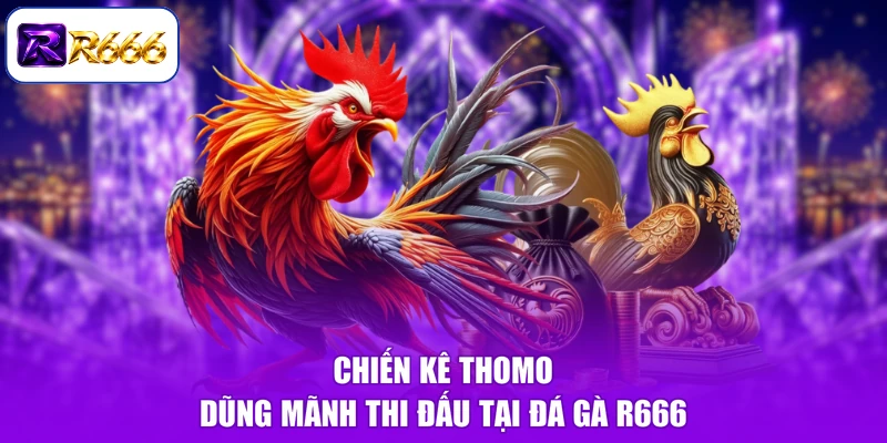 Chiến kê Thomo dũng mãnh thi đấu tại đá gà R666