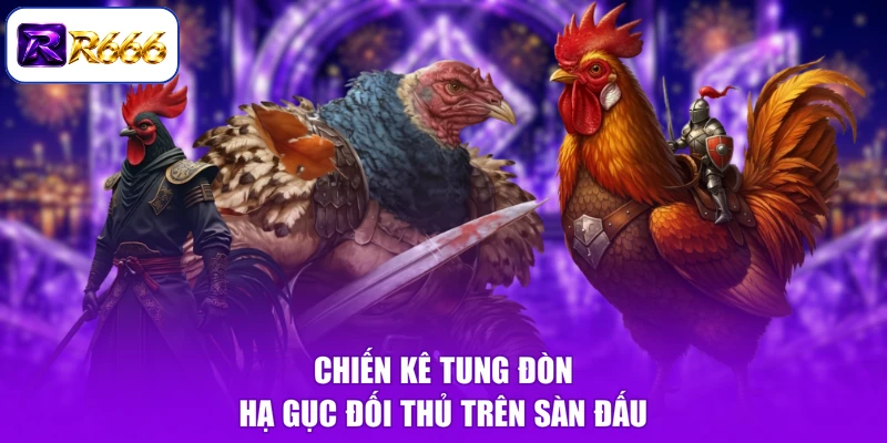 Chiến kê tung đòn hạ gục đối thủ trên sàn đấu