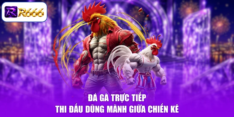 Đá gà trực tiếp thi đấu dũng mãnh giữa chiến kê