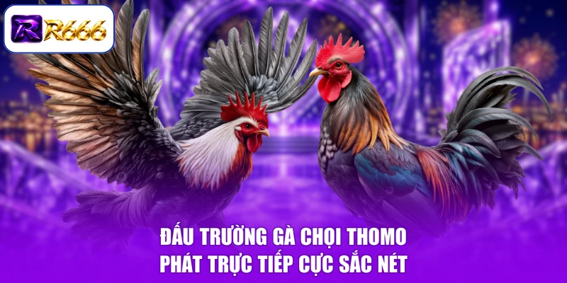 Đấu trường gà chọi Thomo phát trực tiếp cực sắc nét