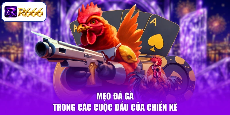 Mẹo đá gà trong các cuộc đấu của chiến kê