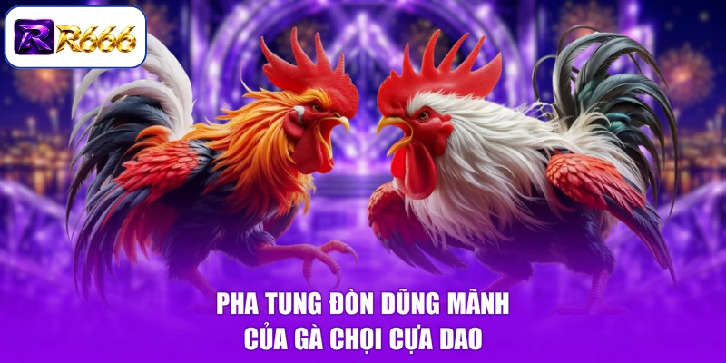 Pha tung đòn dũng mãnh của gà chọi cựa dao