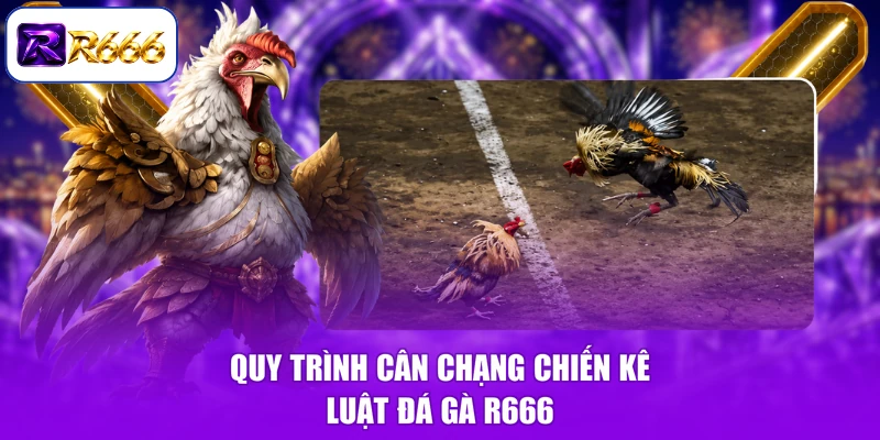 Quy trình cân chạng chiến kê luật đá gà R666